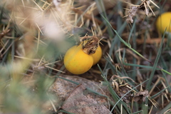 Solanum virginianum